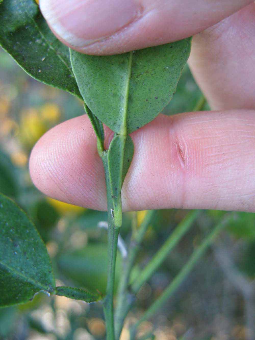              Petiole (Winter Haven, FL)       